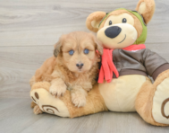 8 week old Mini Pomskydoodle Puppy For Sale - Premier Pups