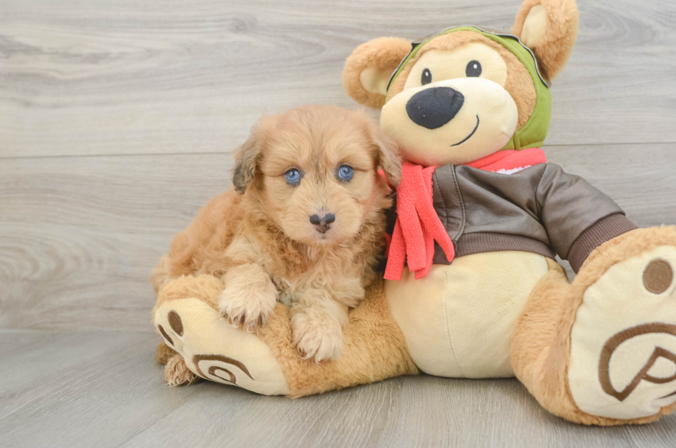 5 week old Mini Pomskydoodle Puppy For Sale - Premier Pups