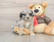 5 week old Mini Pomskydoodle Puppy For Sale - Premier Pups