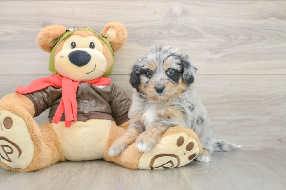 Mini Pomskydoodle Pup Being Cute