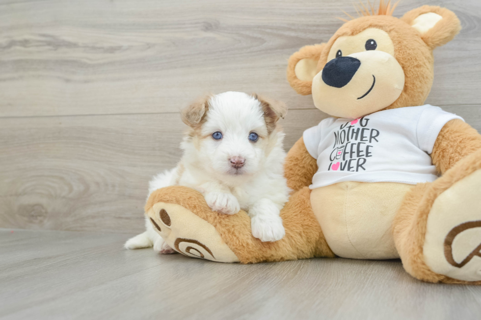 Funny Mini Pomskydoodle Poodle Mix Pup