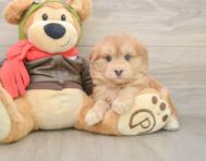 5 week old Mini Pomskydoodle Puppy For Sale - Premier Pups