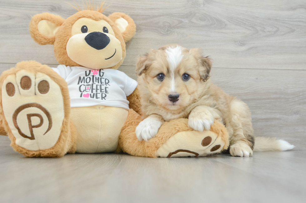 7 week old Mini Pomskydoodle Puppy For Sale - Premier Pups