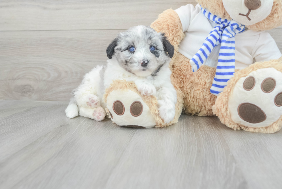 Mini Pomskydoodle Puppy for Adoption