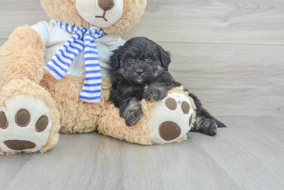 Adorable Mini Pomskydoodle Poodle Mix Puppy