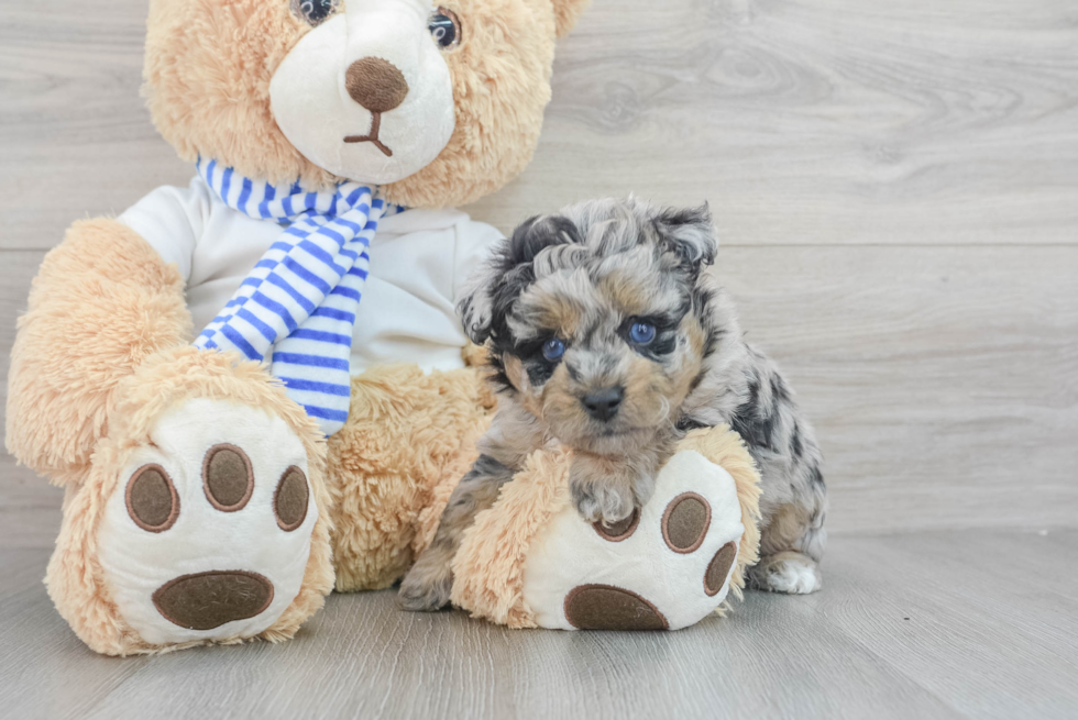 Playful Mini Pomskydoodle Poodle Mix Puppy