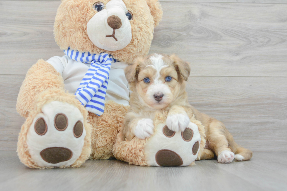 Funny Mini Pomskydoodle Mix Pup