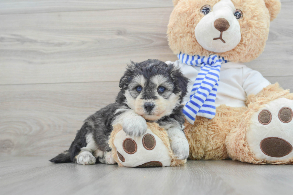 Mini Pomskydoodle Pup Being Cute