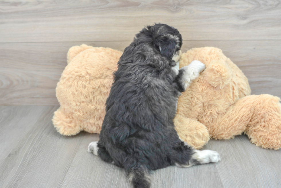 Hypoallergenic Mini Pomskydoodle Mix Puppy