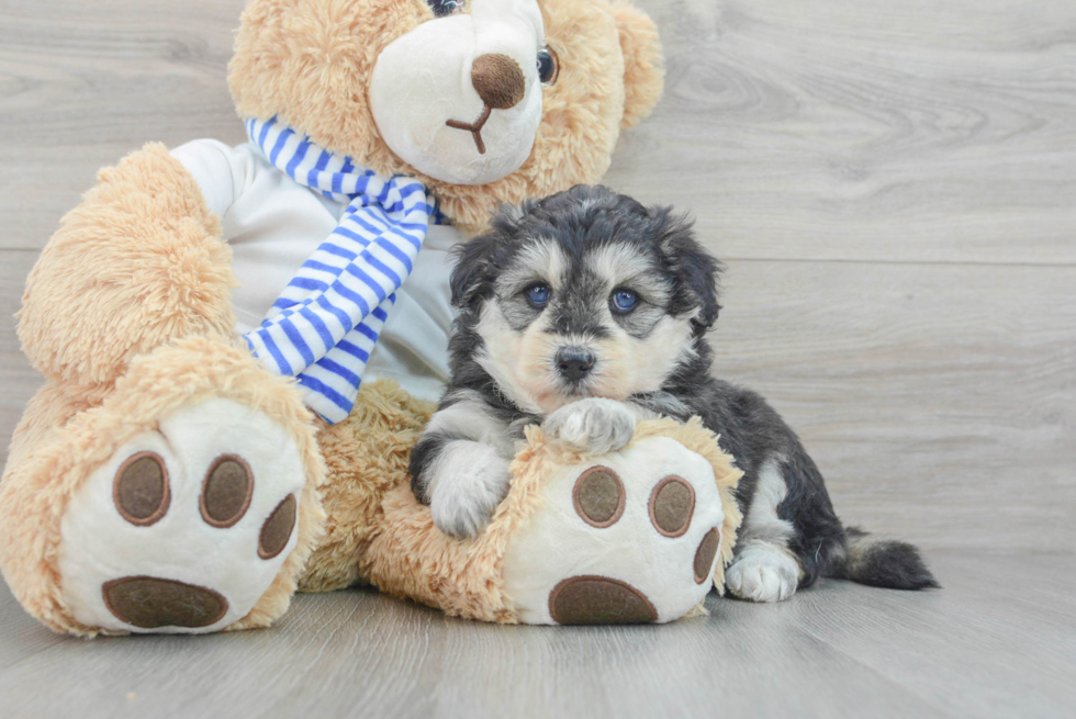 Happy Mini Pomskydoodle Baby