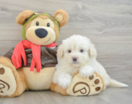 7 week old Mini Pomskydoodle Puppy For Sale - Premier Pups