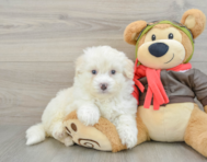 7 week old Mini Pomskydoodle Puppy For Sale - Premier Pups