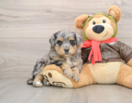 5 week old Mini Pomskydoodle Puppy For Sale - Premier Pups