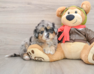 5 week old Mini Pomskydoodle Puppy For Sale - Premier Pups