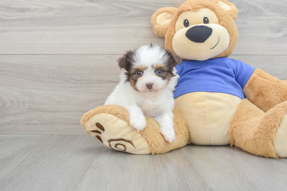 Funny Mini Pomskydoodle Poodle Mix Pup