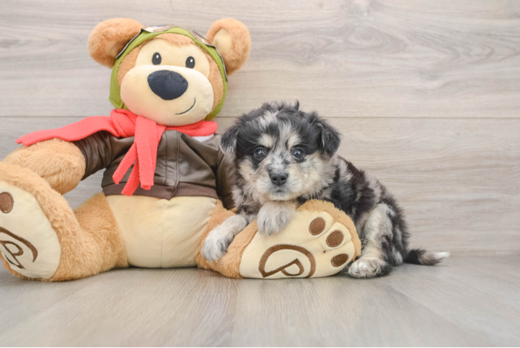 Hypoallergenic Mini Pomskydoodle Poodle Mix Puppy