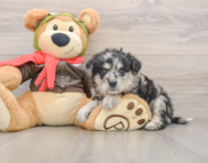5 week old Mini Pomskydoodle Puppy For Sale - Premier Pups