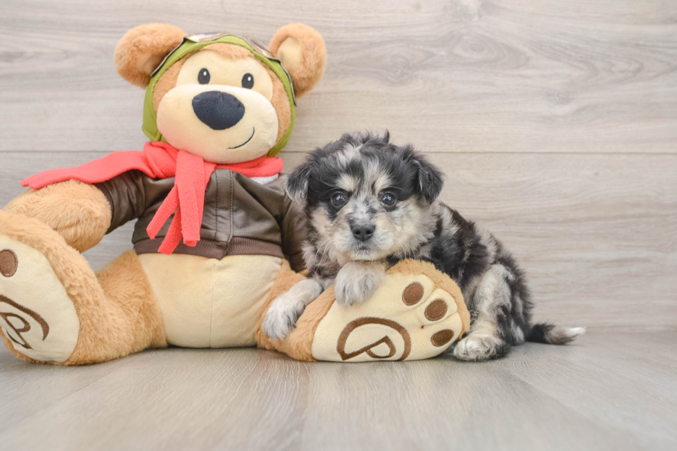 Hypoallergenic Mini Pomskydoodle Poodle Mix Puppy