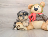 5 week old Mini Pomskydoodle Puppy For Sale - Premier Pups