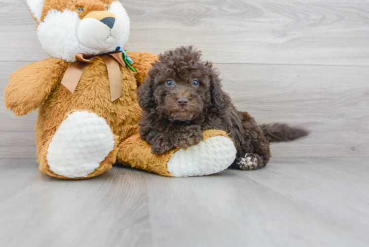 Cute Mini Portidoodle Poodle Mix Pup