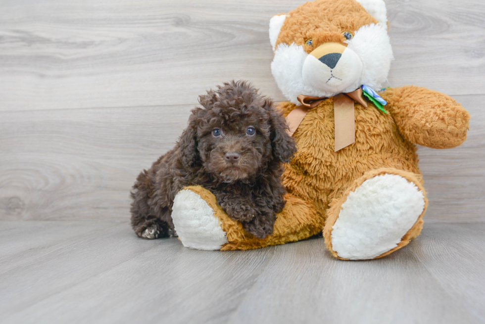 Cute Mini Portidoodle Poodle Mix Pup