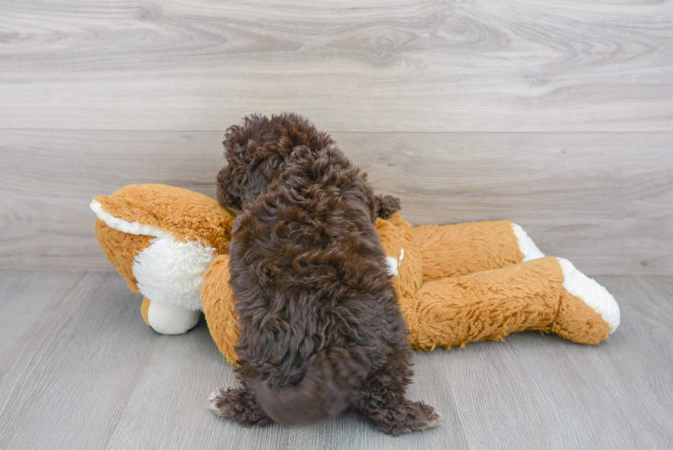 Cute Mini Portidoodle Baby