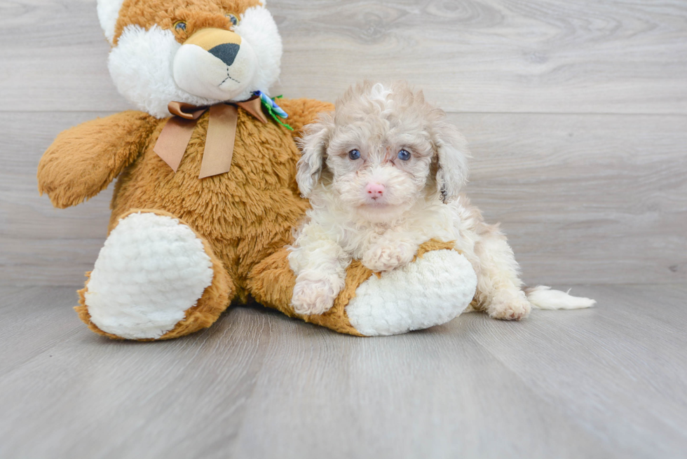 Fluffy Mini Portidoodle Poodle Mix Pup