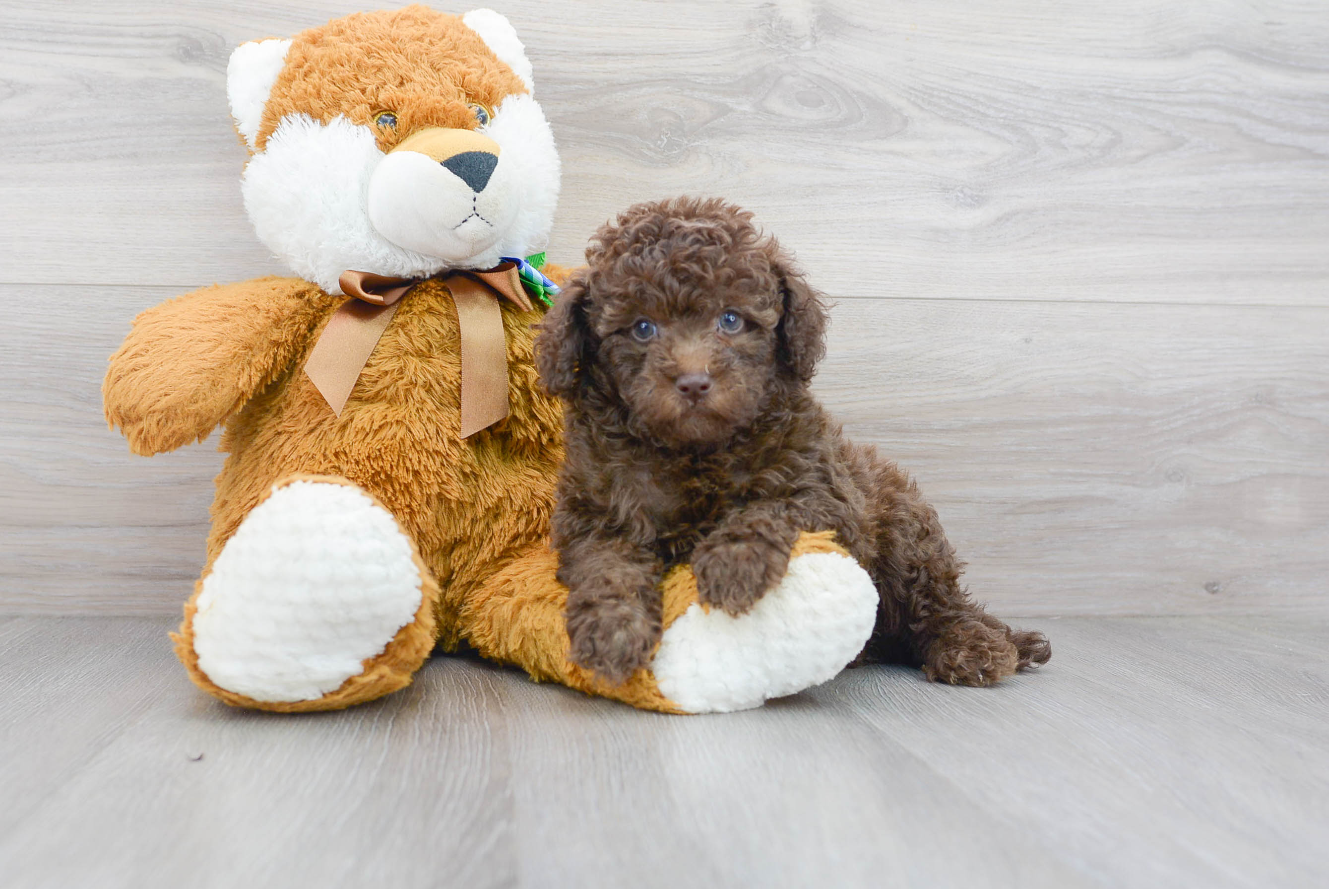 Mini Portidoodle Pup Being Cute