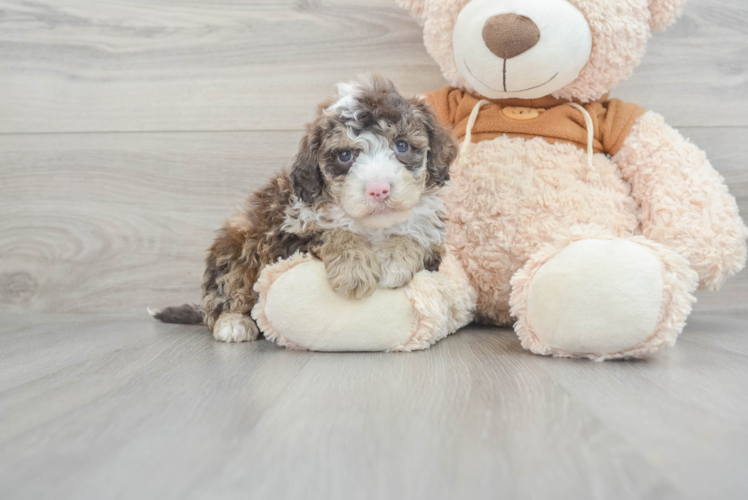 Mini Portidoodle Puppy for Adoption