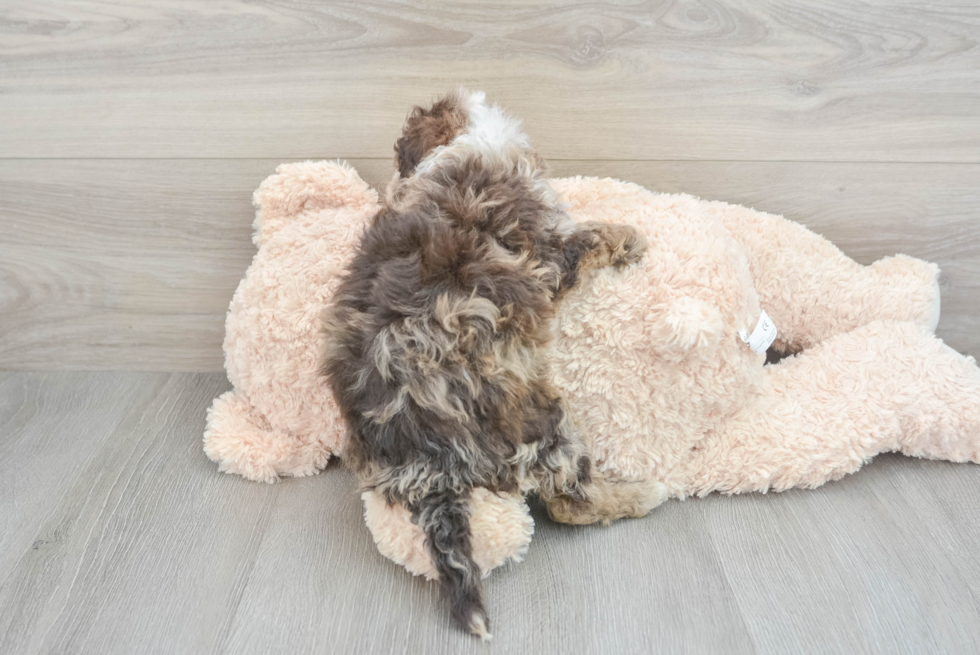 Adorable Portuguese Water Dog Poodle Mix Puppy