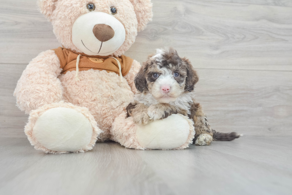 Energetic Portuguese Water Dog Poodle Mix Puppy