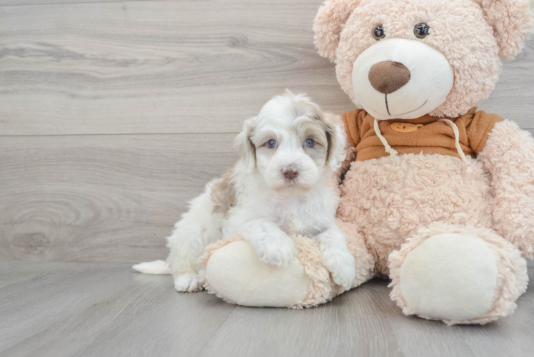 Mini Portidoodle Pup Being Cute