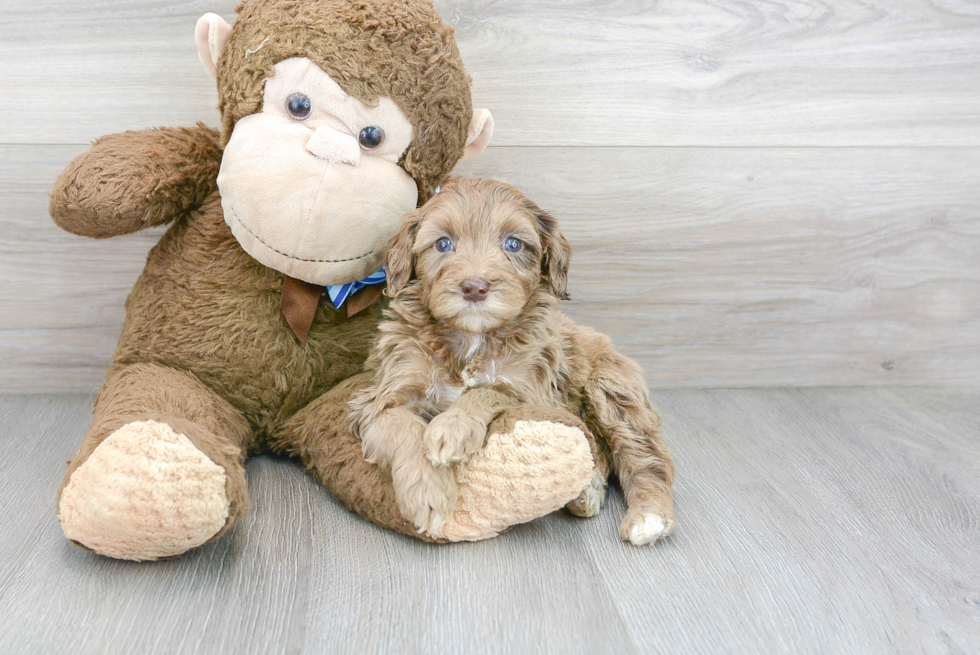 Friendly Mini Portidoodle Baby