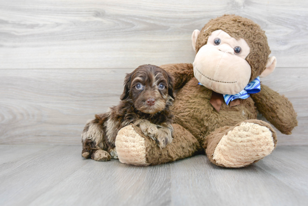 Mini Portidoodle Pup Being Cute