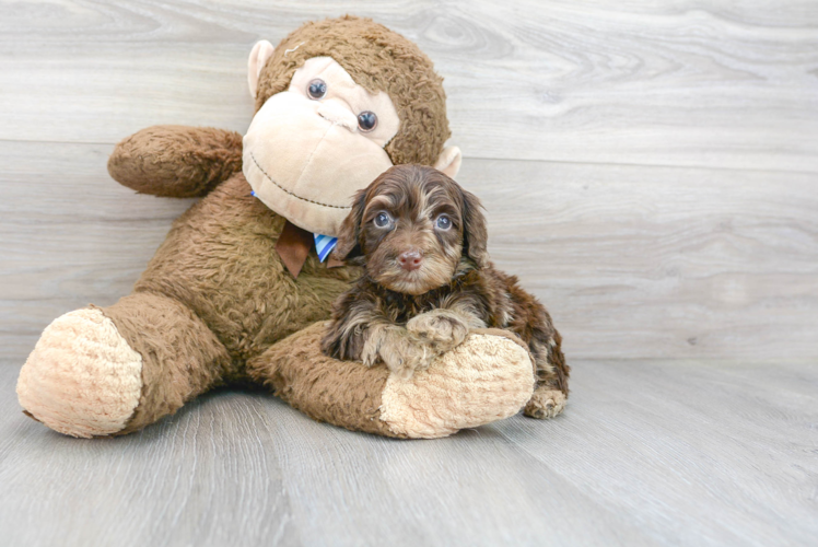 Playful Portuguese Water Dog Poodle Mix Puppy