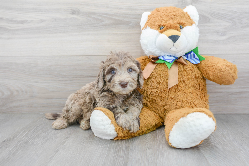 Fluffy Mini Portidoodle Poodle Mix Pup