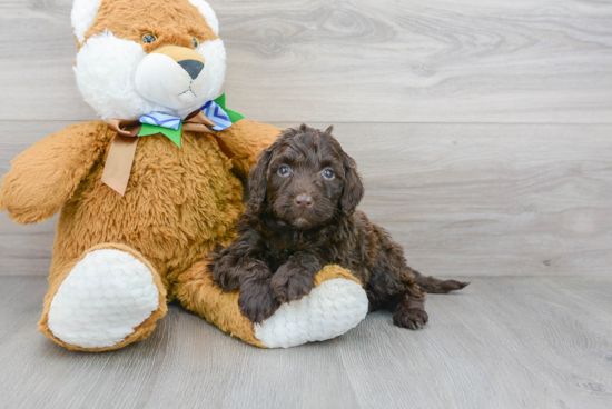 Mini Portidoodle Puppy for Adoption