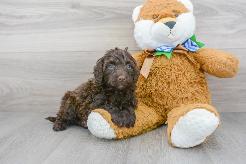 Mini Portidoodle Pup Being Cute