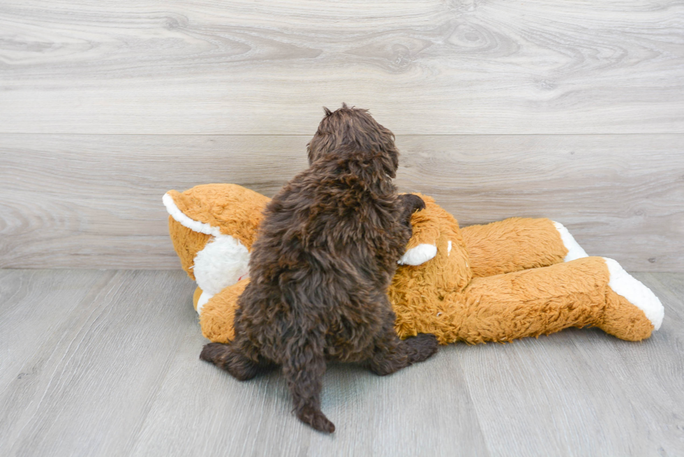 Little Portuguese Water Dog Poodle Mix Puppy