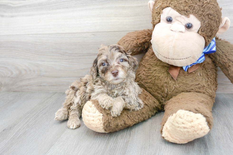 Energetic Portuguese Water Dog Poodle Mix Puppy