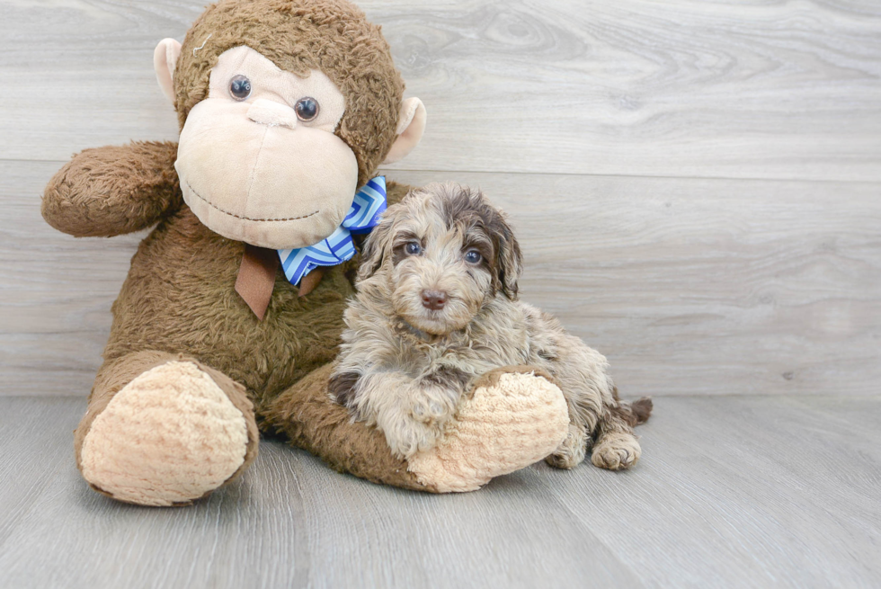 Funny Mini Portidoodle Poodle Mix Pup