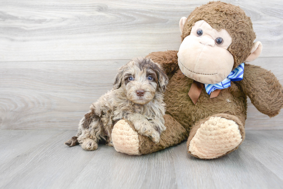 Energetic Portuguese Water Dog Poodle Mix Puppy