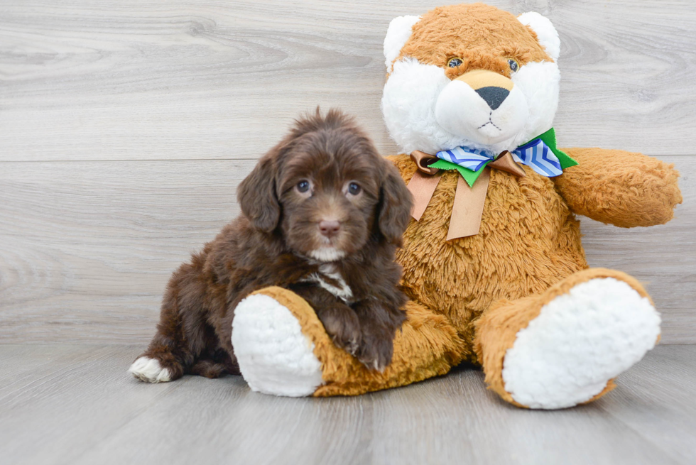 Mini Portidoodle Pup Being Cute