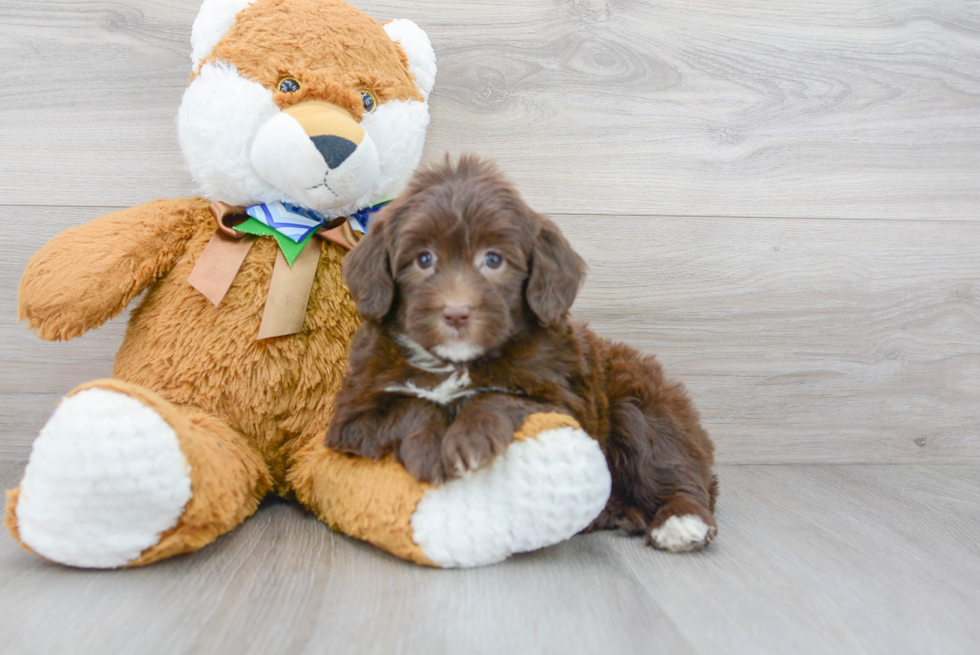 Smart Mini Portidoodle Poodle Mix Pup