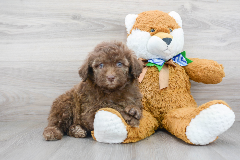 Playful Portuguese Water Dog Poodle Mix Puppy