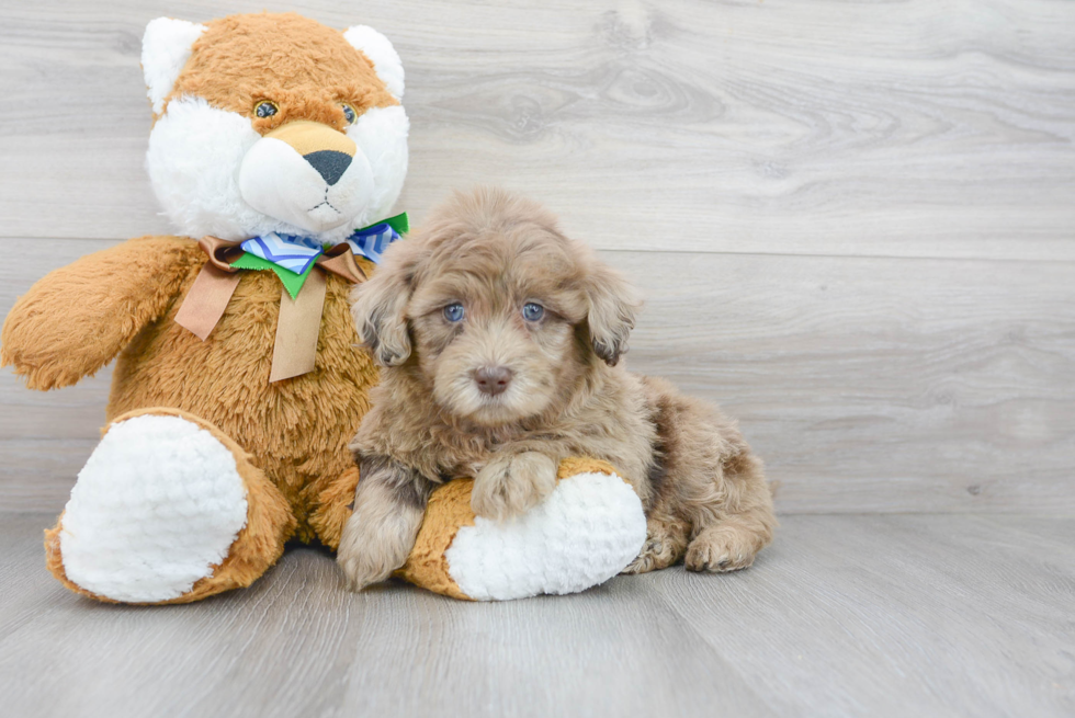 Funny Mini Portidoodle Poodle Mix Pup