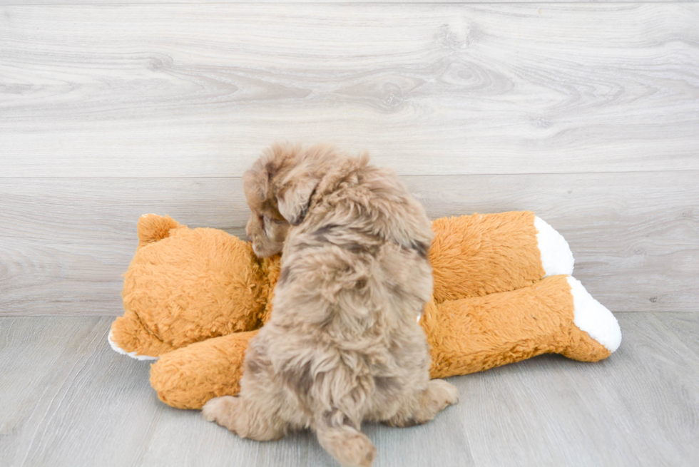 Little Portuguese Water Dog Poodle Mix Puppy