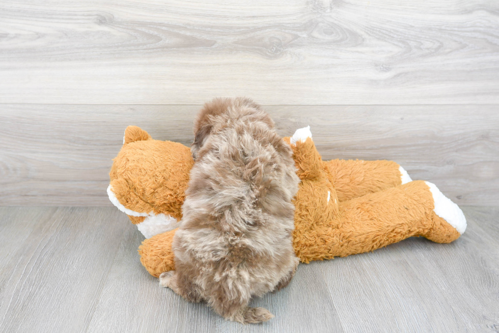 Little Portuguese Water Dog Poodle Mix Puppy