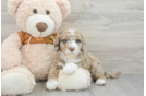 Energetic Portidoo Poodle Mix Puppy