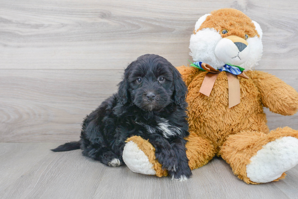 Little Portuguese Water Dog Poodle Mix Puppy